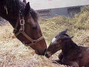 Newborn Foal Care: Navigating Weather Challenges 2 image 40