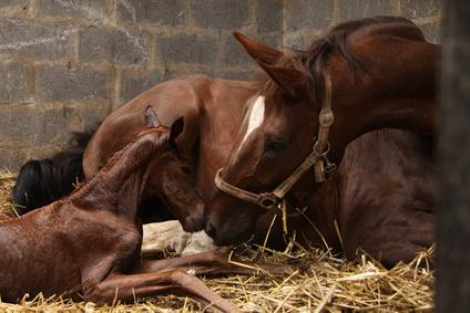 Newborn Foal Care: Navigating Weather Challenges 3 image 41