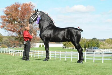 Moose the Magnificent: A Tale of Elegance, Strength, and Charm 2 image 46