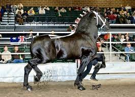 Moose the Magnificent: A Tale of Elegance, Strength, and Charm 3 image 48