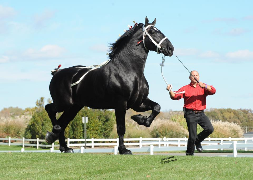 Moose the Magnificent: A Tale of Elegance, Strength, and Charm 6 image 49