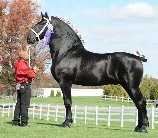 Moose the Magnificent: A Tale of Elegance, Strength, and Charm 5 image 50