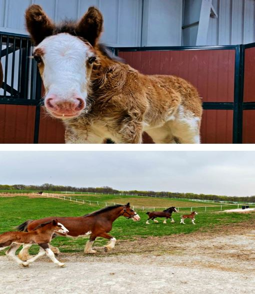 Carly: Clydesdale Charm Unleashed 1 Carly
