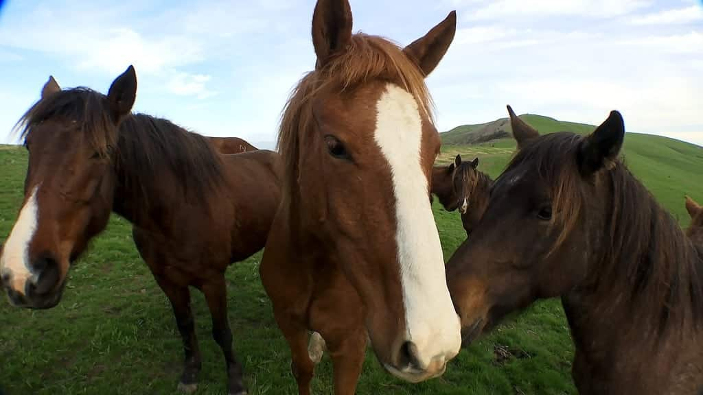 Rescuing Horses