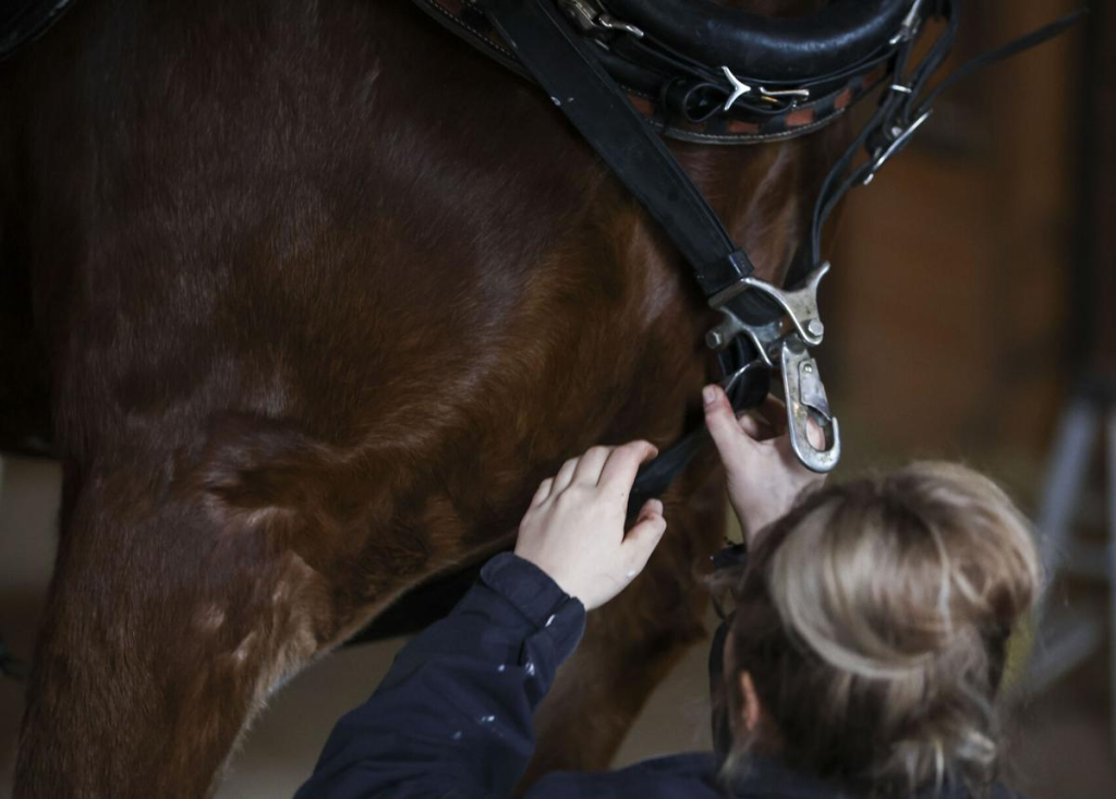 Epic Return: Budweiser Clydesdales Shine at Top-Ranked Horses, Hops & Cops Festival! 1 Budweiser Clydesdales