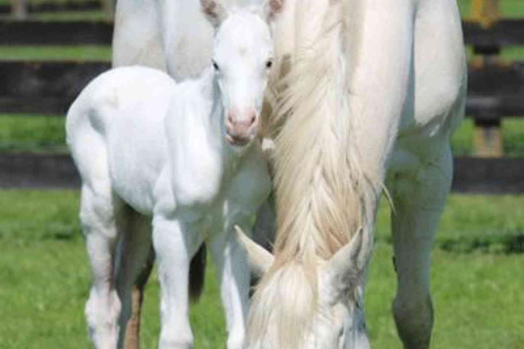 Foal