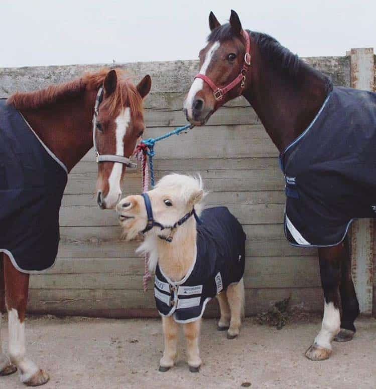 Teddy the Shetland: A Tiny Horse with a Giant Heart 2 Teddy the Shetland
