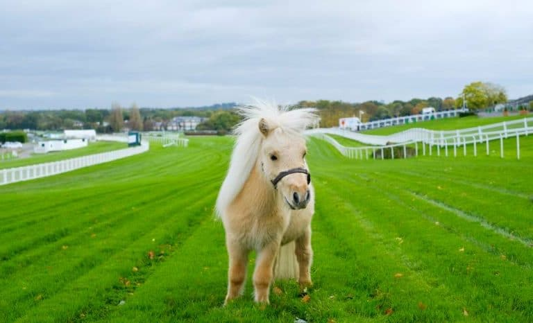 Teddy the Shetland: A Tiny Horse with a Giant Heart 3 image 76