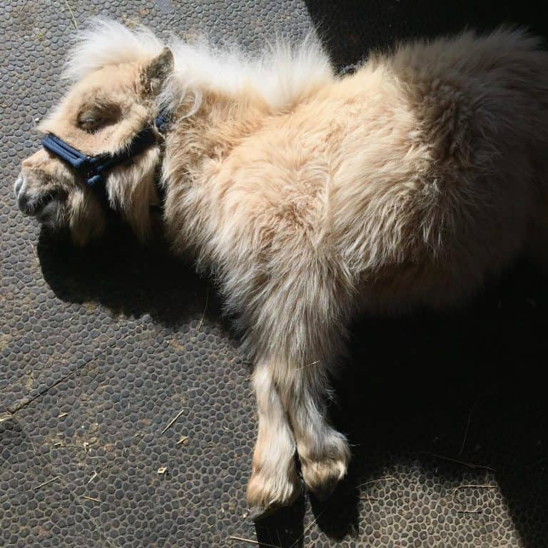 Teddy the Shetland: A Tiny Horse with a Giant Heart 4 image 77