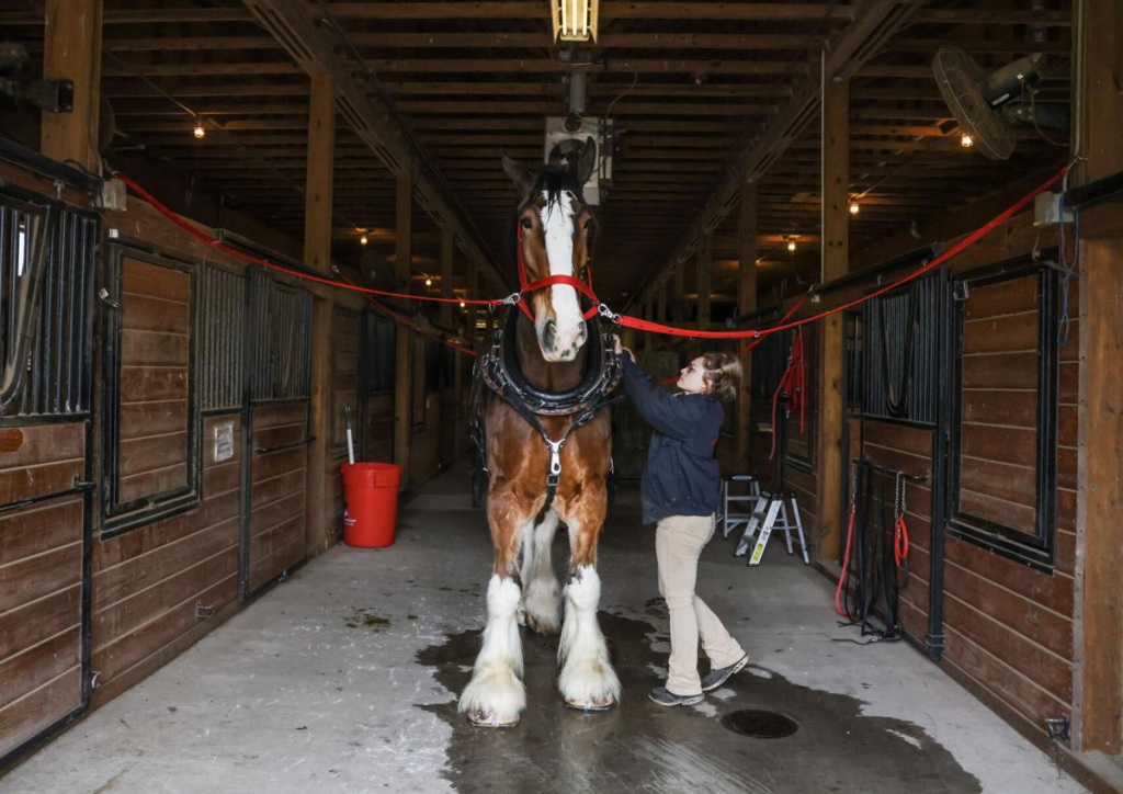 Epic Return: Budweiser Clydesdales Shine at Top-Ranked Horses, Hops & Cops Festival! 2 image 8