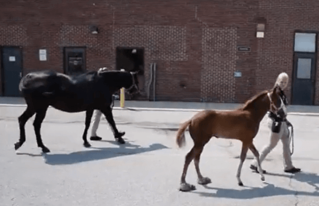foal