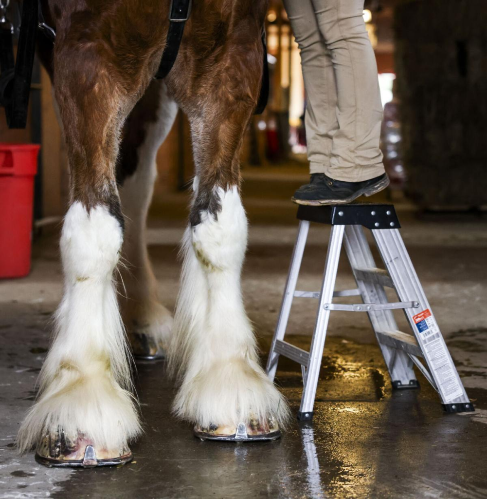 Epic Return: Budweiser Clydesdales Shine at Top-Ranked Horses, Hops & Cops Festival! 3 image 9