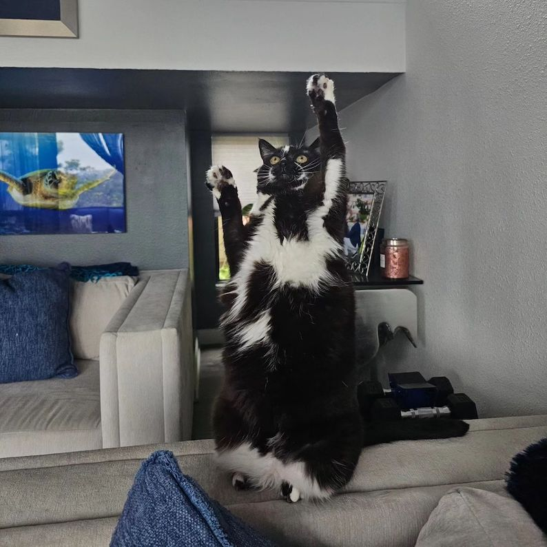 Kitty 