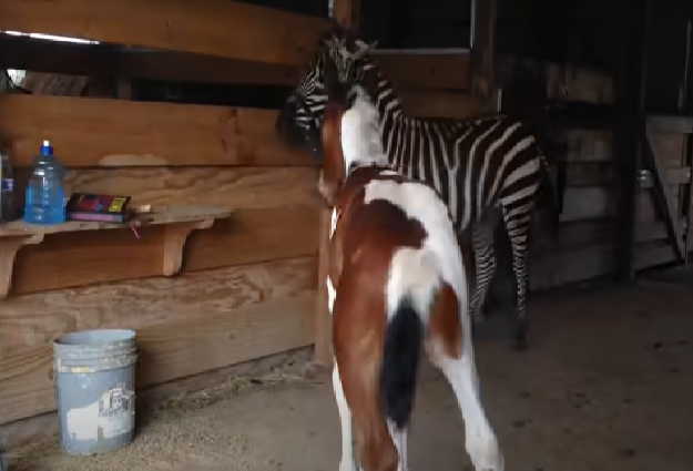 Joyful Encounter: A Foal's Delight Meeting a Zebra 2 Zebra