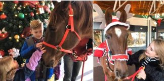 Hank the Holiday Helper: A Rescued Horse Rings in the Christmas Cheer