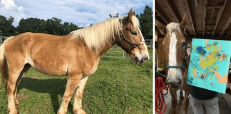 Blind Horse’s Art Raises Funds for Equine Companions in Need