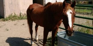 Beloved Horse Whiskey: A Legacy of Spunk and Love