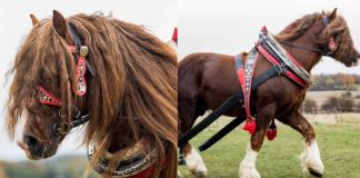 Unveiling the Majestic Percherons: A Chronicle of Power, History, and Grace