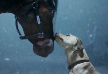 Budweiser Clydesdales and Labrador Retriever: A Heartwarming Super Bowl Rescue