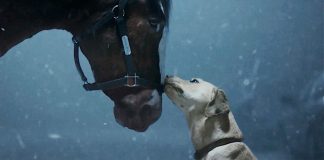 Budweiser Clydesdales and Labrador Retriever: A Heartwarming Super Bowl Rescue