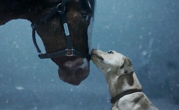 Budweiser Clydesdales and Labrador Retriever: A Heartwarming Super Bowl Rescue