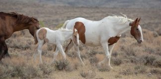 Mingo: The Hero Mare