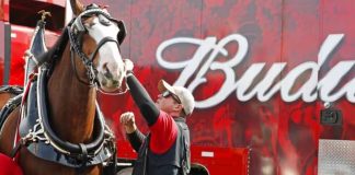 Budweiser Clydesdales: A Triumphant Return to Super Bowl LVIII Glory