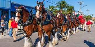 Budweiser’s Clydesdales Return: A Legendary Comeback to Super Bowl Glory(2024)