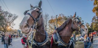 Budweiser Clydesdales Visit Downtown Ocean Springs: A Spectacular Sight