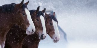 Iconic Budweiser Clydesdale’s Epic Return to the Big Screen 2024