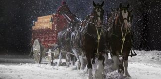 Budweiser’s Iconic Clydesdales Return in Heartwarming Super Bowl Ad