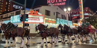 Budweiser Clydesdales Arrive in Las Vegas for Super Bowl LVIII Spectacle(2024)