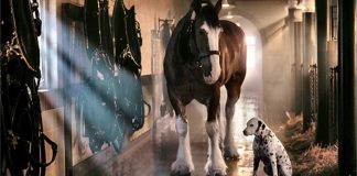 Budweiser’s Super Bowl Spectacle Featuring the Lovable Labrador and Majestic Clydesdales
