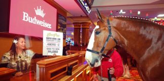 Super Bowl LVIII Special: Budweiser Clydesdales Make Predictions in Las Vegas