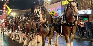 Super Bowl 58: Budweiser Clydesdales Make a Grand Entrance in Las Vegas
