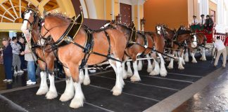 The Road to the Final: Clydesdales Commercial Elevates the Super Bowl Final in Vegas