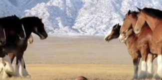 Clydesdales Line Up for Football Game: A Hilarious Interruption