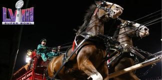 Clydesdales Parade Captivates Crowds in Super Bowl Pre-Game Spectacle
