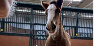 A Majestic Arrival: 71st Budweiser Clydesdale Foal Joins the Herd