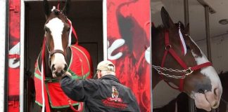 Celebrating Super Bowl LVIII: Budweiser Clydesdales Bring Magic to Las Vegas