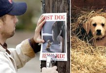 Heartwarming Tale: Budweiser’s Lost Puppy Finds Its Way Home with the Help of Clydesdales