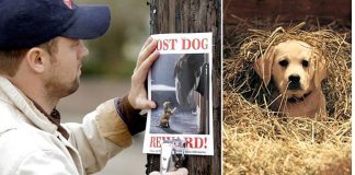 Heartwarming Tale: Budweiser’s Lost Puppy Finds Its Way Home with the Help of Clydesdales