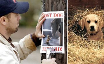 Heartwarming Tale: Budweiser’s Lost Puppy Finds Its Way Home with the Help of Clydesdales