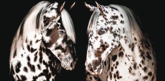 Spotted Horse Breeds: A Dazzling Tapestry of Equine Beauty
