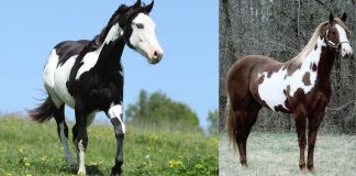 American Paint Horse: A Colorful Legacy
