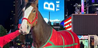 Iconic Budweiser’s Heartwarming Super Bowl 58 Commercial Brings Back Beloved Clydesdales and Labrador Duo