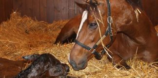 Thousand Words: From Colt to Contender – An Epic Journey