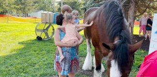 Gretna Days: Navigating Joy and Controversy with Budweiser Clydesdale’s Arrival