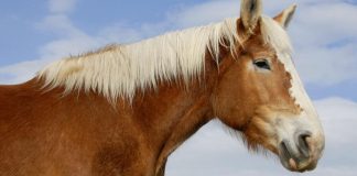 Mare’s Triumph: Ellie’s Inspiring Journey of Resilience and Recovery