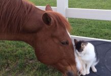 Unlikely Pals: Heartwarming Bond Between Tiny Cat and Dakota